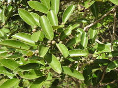 Bridelia retusa