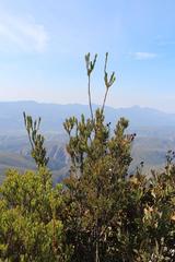 Leucadendron loeriense