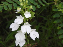 Habenaria plantaginea
