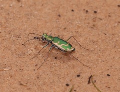 Ellipsoptera marutha