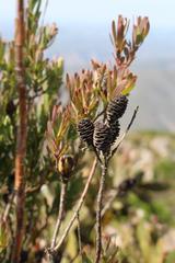 Leucadendron loeriense