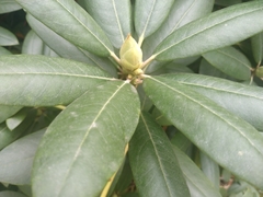 Rhododendron