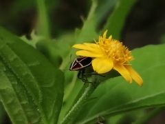 Ochrostomus pulchellus