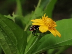 Ochrostomus pulchellus