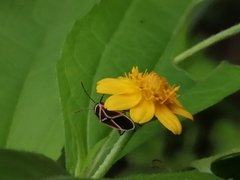 Ochrostomus pulchellus