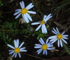 Felicia aethiopica