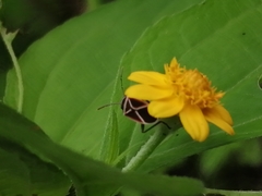 Ochrostomus pulchellus