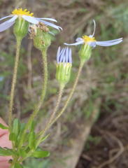 Felicia aethiopica