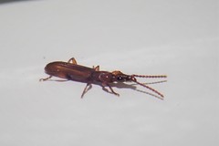 Cerobates