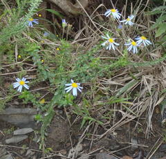 Felicia aethiopica