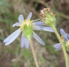 Felicia aethiopica