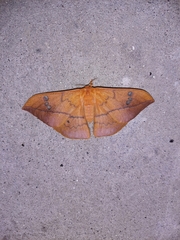 Cricula trifenestrata