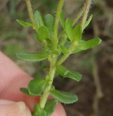 Felicia aethiopica