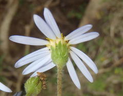 Felicia aethiopica