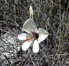 Pelargonium carneum