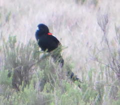 Euplectes progne progne