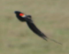 Euplectes progne progne