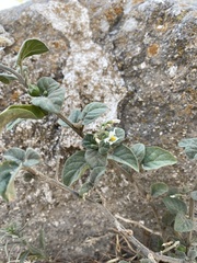 Solanum villosum