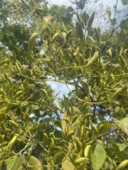 Styphnolobium