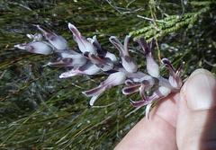 Lachenalia sessiliflora