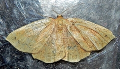 Apodrepanulatrix liberaria