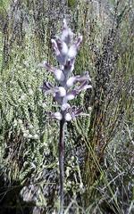 Lachenalia sessiliflora