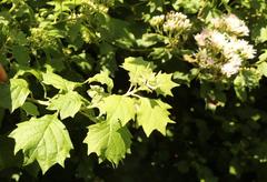 Gymnanthemum capense