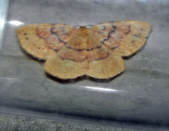 Apodrepanulatrix liberaria