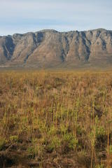 Psammobates geometricus