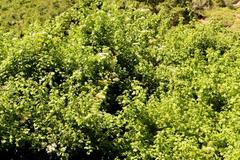 Gymnanthemum capense