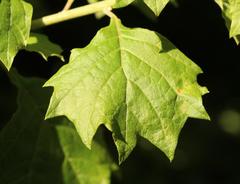 Gymnanthemum capense