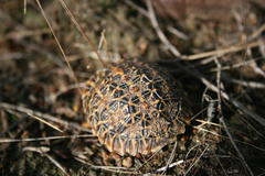 Psammobates geometricus