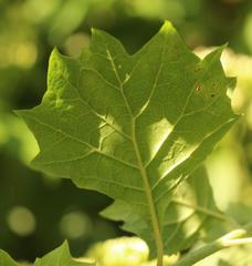 Gymnanthemum capense