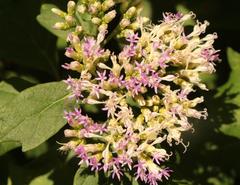 Gymnanthemum capense