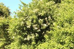 Gymnanthemum capense