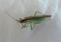 Miridae