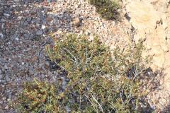 Aspalathus subtingens