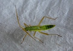 Pterygota