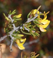 Aspalathus subtingens