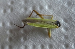 Pterygota