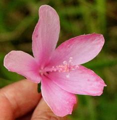 Hibiscus pedunculatus