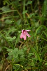 Hibiscus pedunculatus