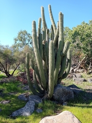 Trichocereus chiloensis chiloensis