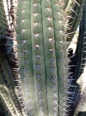 Trichocereus chiloensis chiloensis