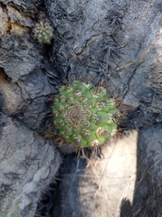 Trichocereus chiloensis chiloensis
