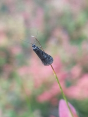 Exapate congelatella