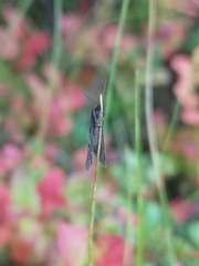 Exapate congelatella