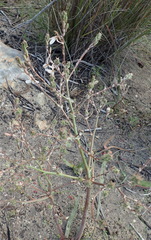 Trachyandra muricata