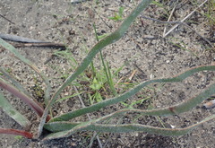 Trachyandra muricata