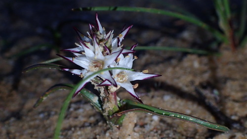 Image of Wurmbea spicata by (c) Nicola van Berkel, some rights reserved (CC BY-SA)
